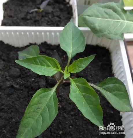 阳台种辣椒的方法和步骤