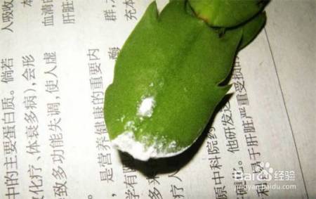 这花千万别花钱买，一片叶子能养十几盆，朋友看了都抢着要！