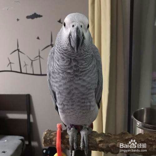 如何教灰鹦鹉学习说话