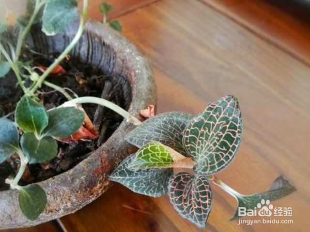 金线莲和银线莲有哪些区别？