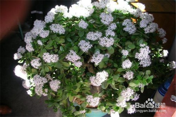 玉树的养殖方法和注意事项都有哪些?