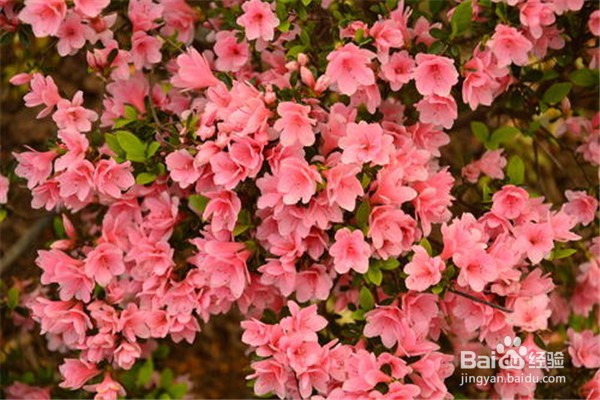 杜鹃花怎么养？
