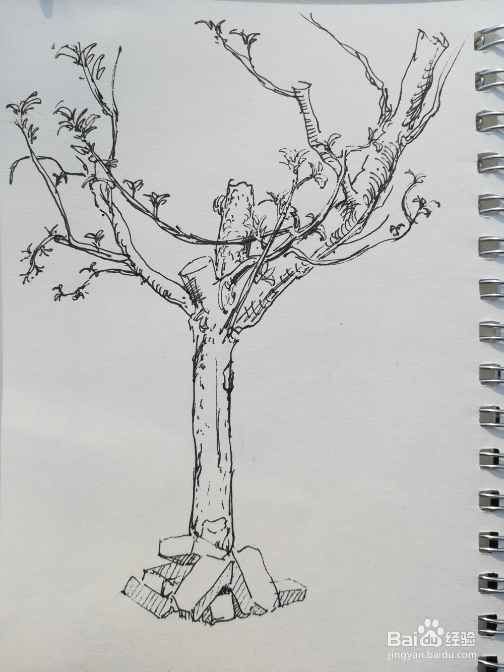 怎么画苹果树的线描速写