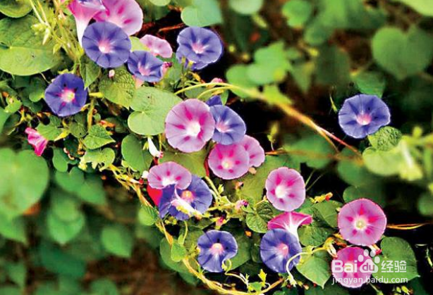 北方地区哪些花卉自播能力比较强？