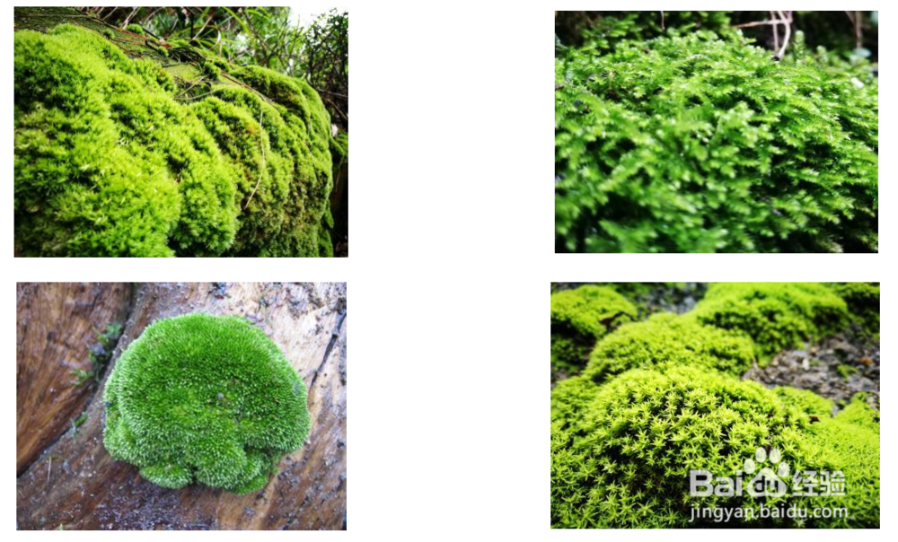 手把手教您制作苔藓微景观