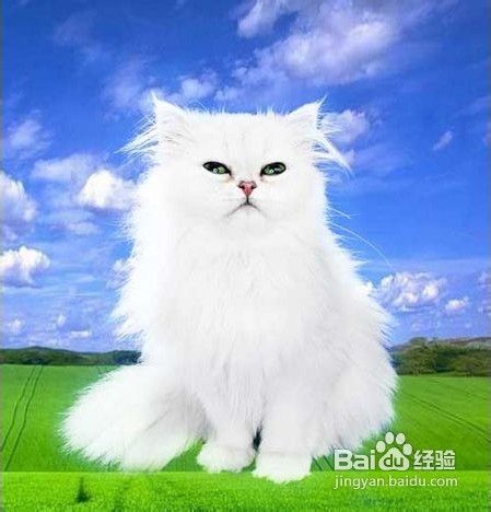 PS抠图的详细步骤