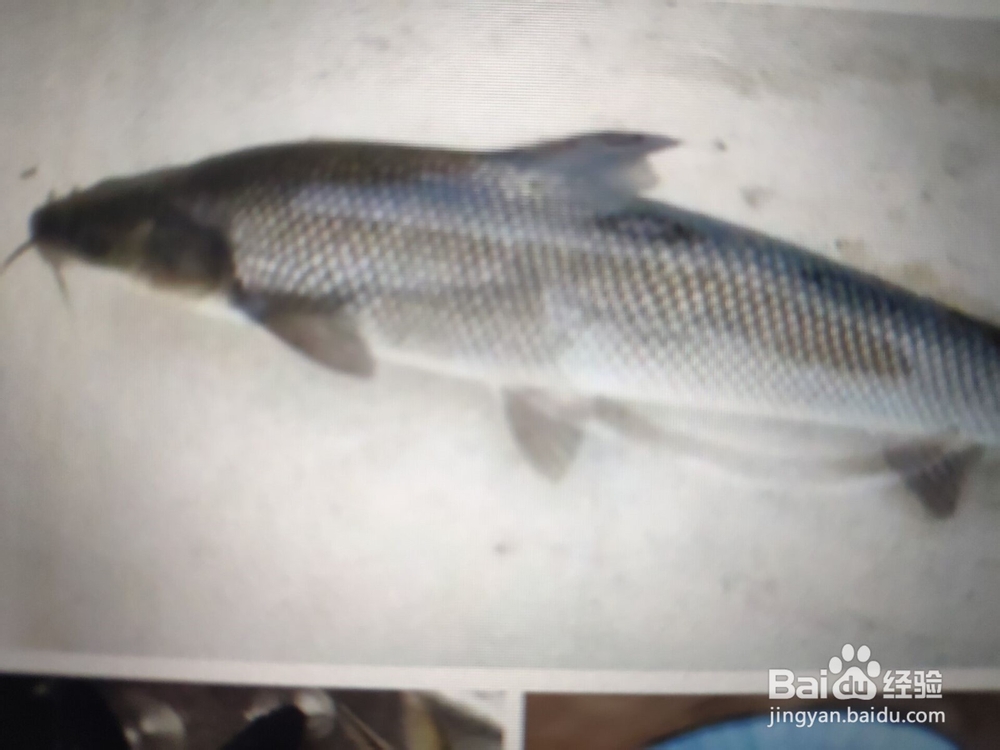 淡水鳕鱼怎么钓法