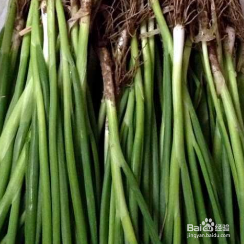 小葱的培育方法和注意事项