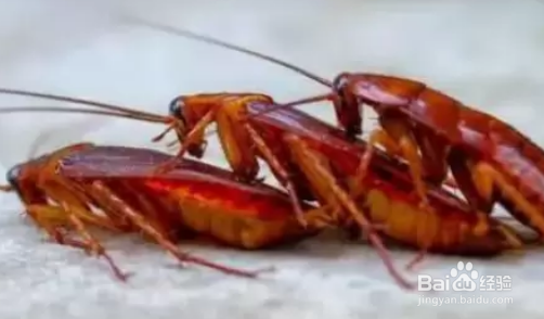 为什么会有蟑螂