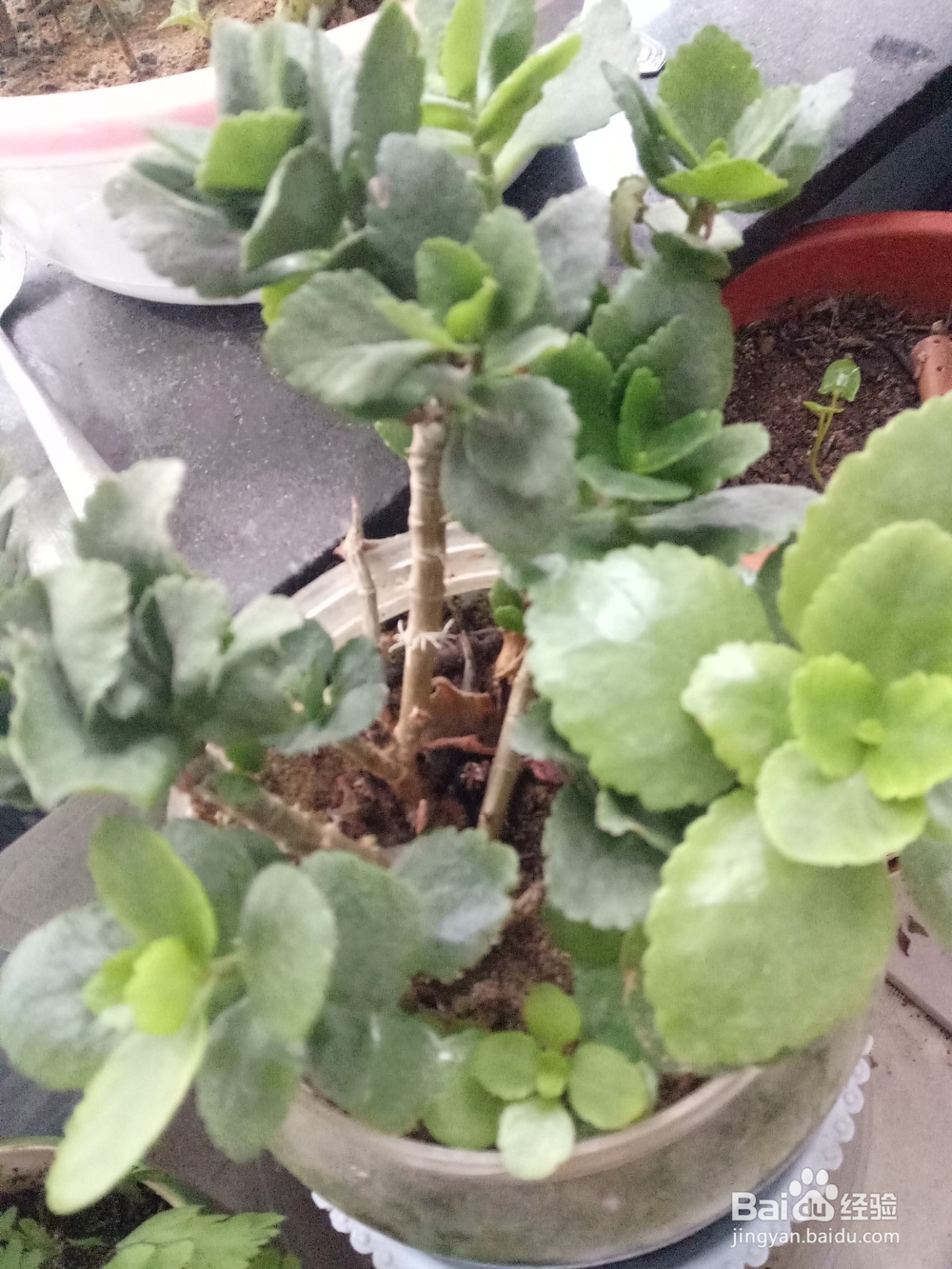 长寿花怎样修剪好看