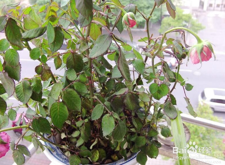 怎么养盆栽月季