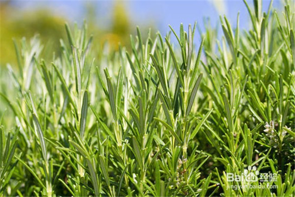 养殖迷迭香的注意事项