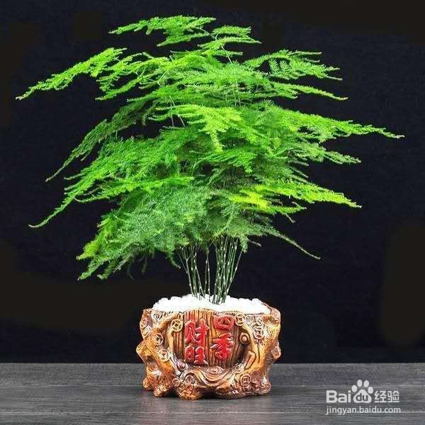 文竹平时这样养护，不黄叶烂根生长旺盛
