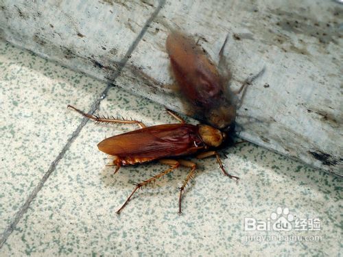 怎么居家防蟑螂
