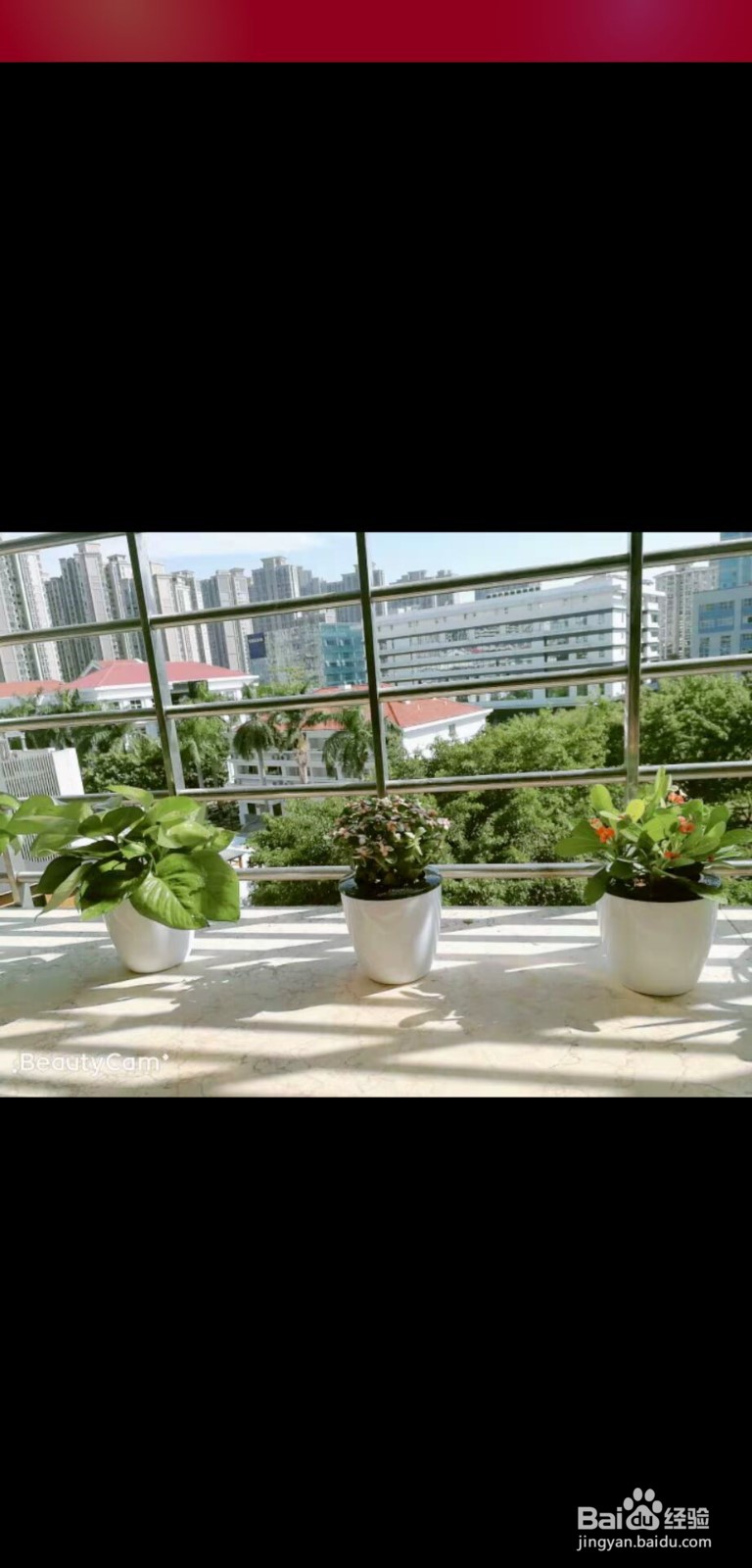 吊兰的养殖方法和注意事项