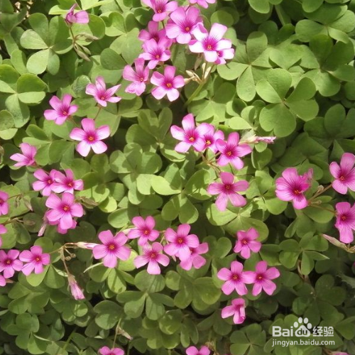 大花酢浆草的种植方法和注意事项