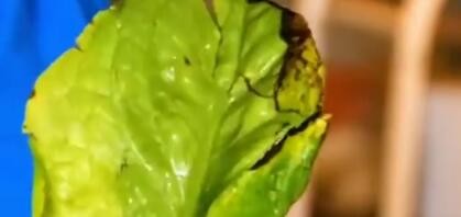 如何学习这些厨房里小技巧