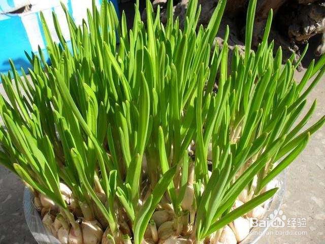 厨房里养这几种植物，不仅吸油烟，还可以炒菜！