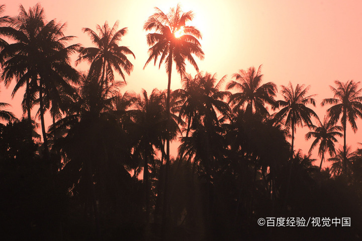 椰皇的营养价值与功效