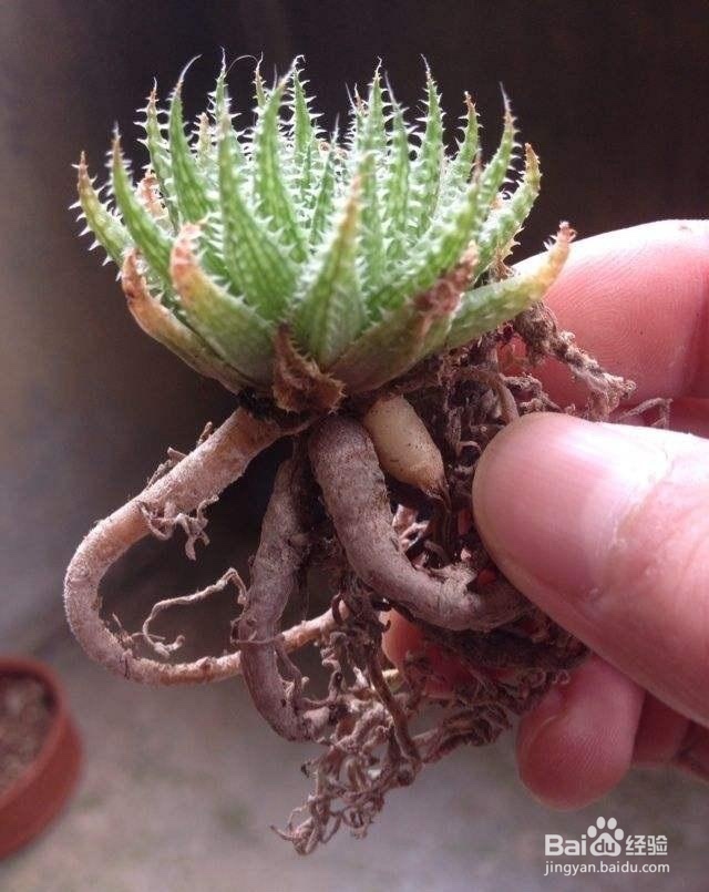 养花烂根、叶子发黄、不开花怎么办?养花小妙招