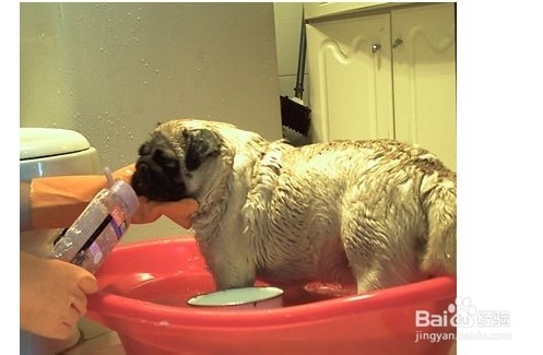 正确训练圣伯纳犬的方法