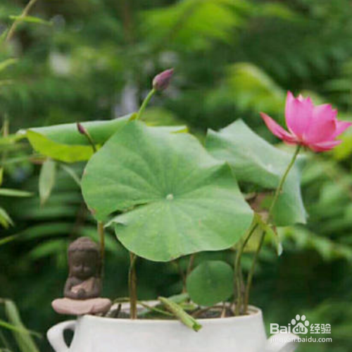 水培碗蓮怎麼才能開花