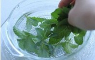 怎样制作柠檬薄荷茶