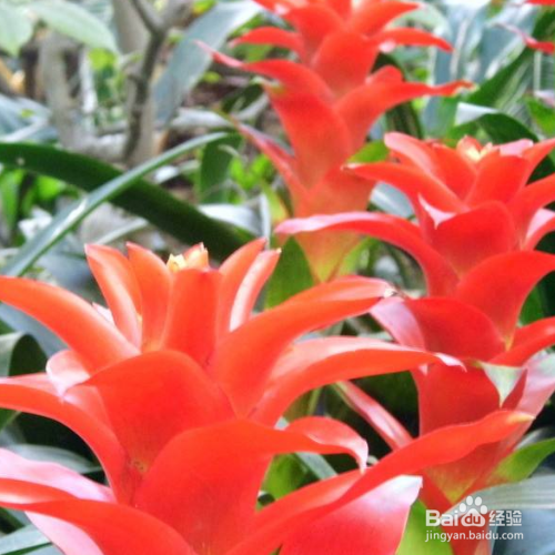 火炬花如何养殖？