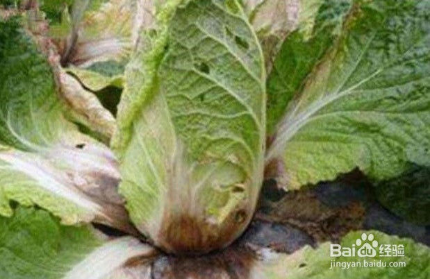白菜烂根烂心怎样防治?