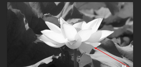 Photoshop如何将彩色照片变成黑白照片