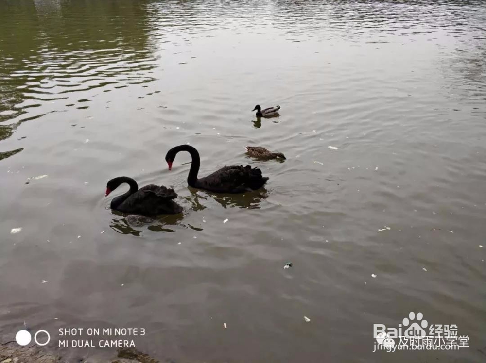 北京野生动物园一日游