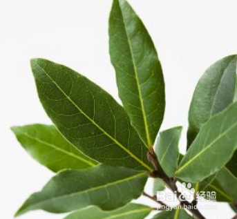 房间有老鼠怎么赶走