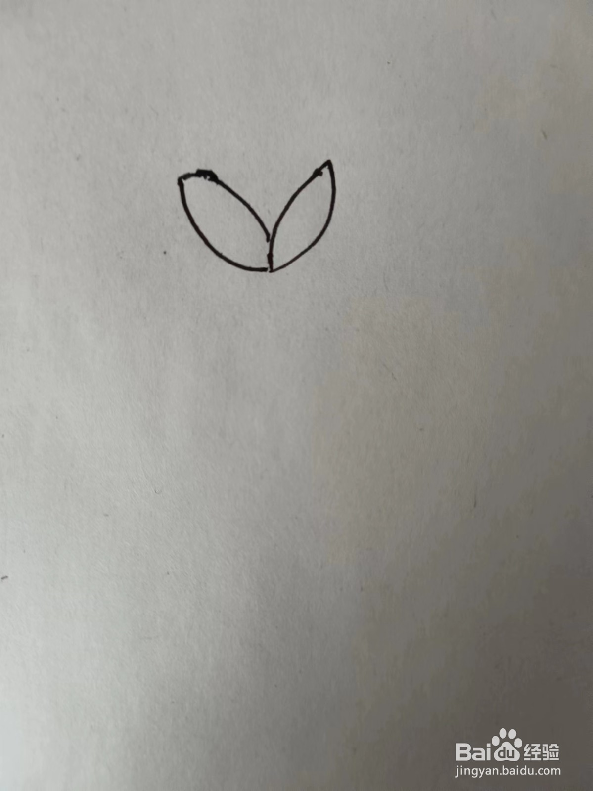 画荷花的简笔画