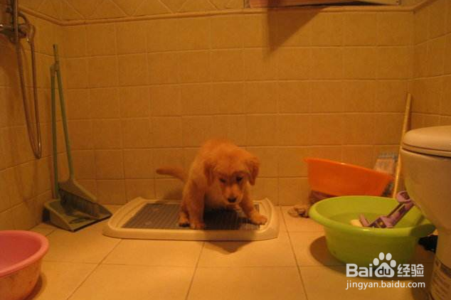 怎样训练狗狗去指定的地方大小便?