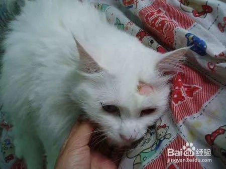 猫长猫藓怎么办