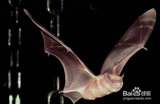 蝙蝠进屋怎么驱赶