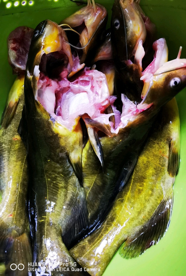 砂锅黄骨鱼豆腐汤