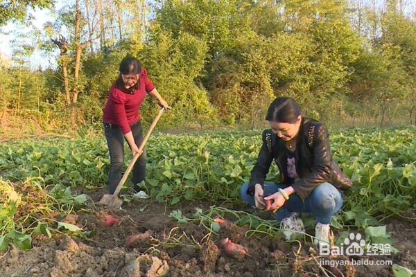 回农村创业，如何能赚到第一桶金