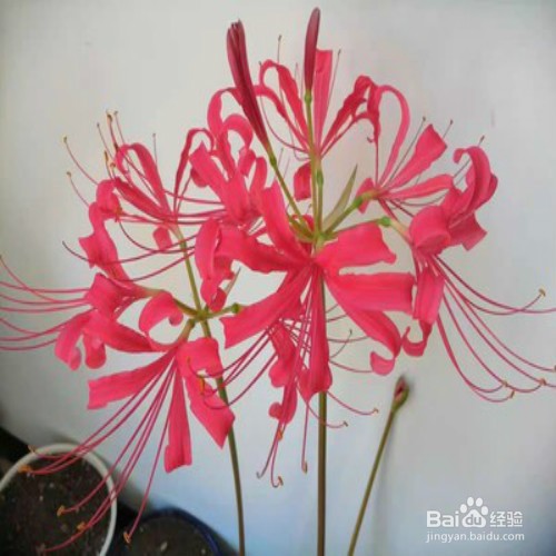 如何养好彼岸花