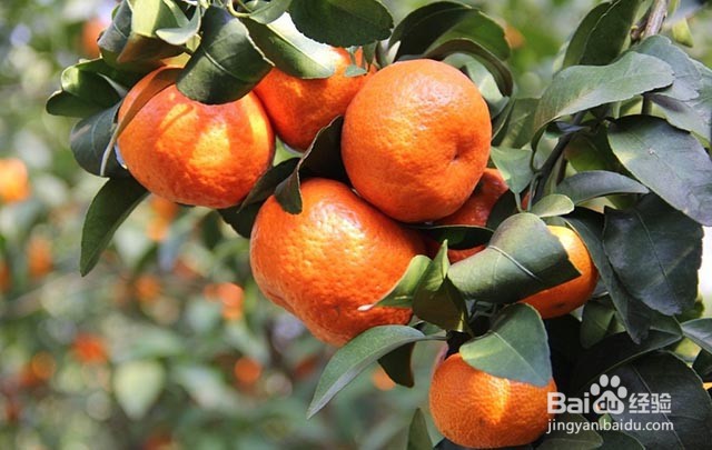 影响砂糖桔甜度的主要因素及膨果增甜着色的方法