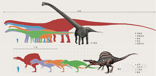 最大和最小的恐龙都有多大
