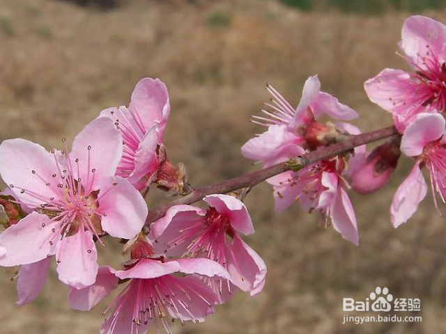 桃树枝怎么接嫁？