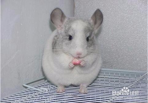 龙猫为什么是老鼠的样子？