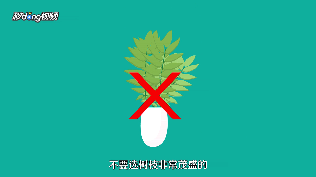 发财树怎么养