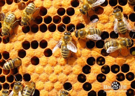 马蜂窝的功效与用法