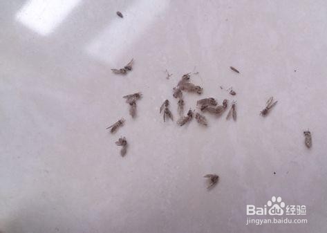 厨房好多小飞虫怎么办