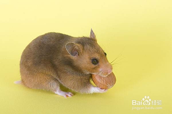 怎么能让仓鼠不打架?