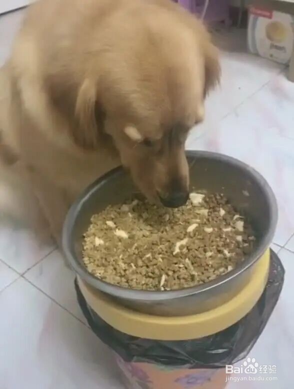 狗狗吹空调呕吐怎么办