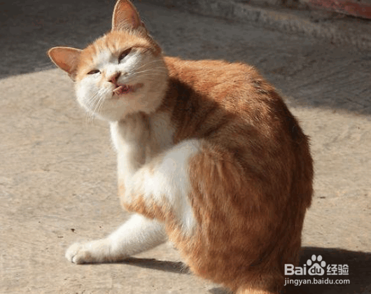 猫咪最喜欢做的几件事