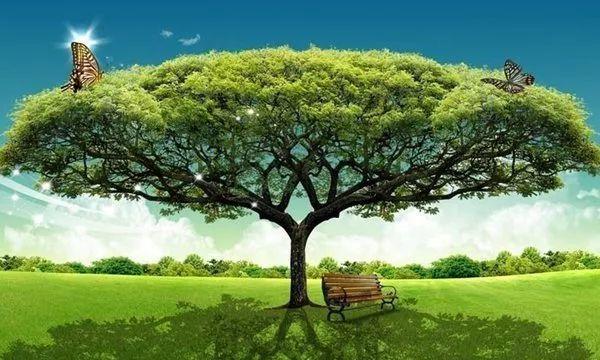 欲成大树莫与草争的解释是什么